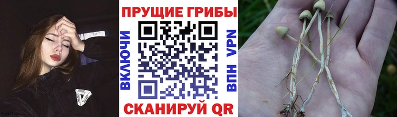 Галлюциногенные грибы мицелий Лысково